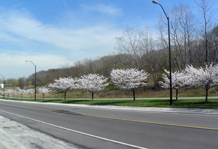 Cherry Blossoms in Cleveland