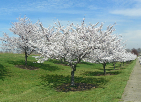 Cherry Blossoms in Cleveland