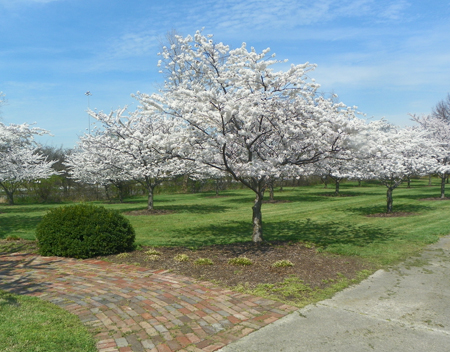 Cherry Blossoms in Cleveland