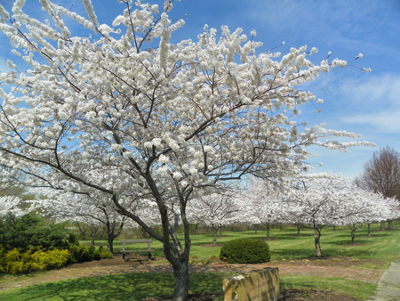 Cherry Blossoms in Cleveland