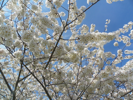 Cherry Blossoms in Cleveland