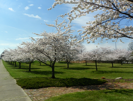 Cherry Blossoms in Cleveland