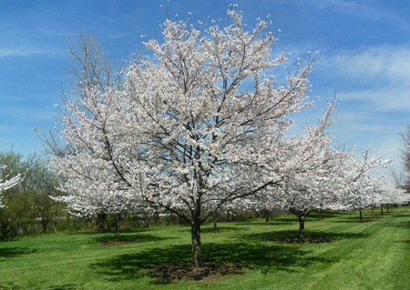 Cherry Blossoms in Cleveland