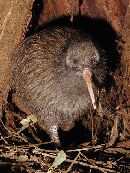 A male kiwi on Maungatautari mountain in New Zealand