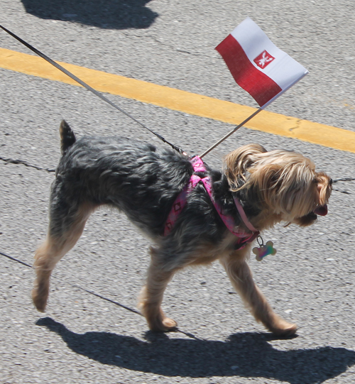 dog at 2017 Polish Constitution Day Parade in Parma