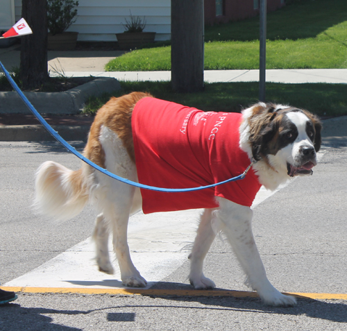Dog at 2017 Polish Constitution Day Parade in Parma
