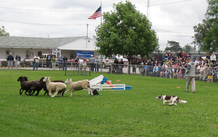 It's the Last Roundup for Dave and Jan Jenkins, retiring from their Hillside Border Collies after 20 years at the Ohio Scottish Games
