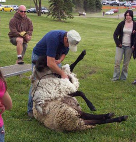 Scottish Beltane Festival - shearing sheep