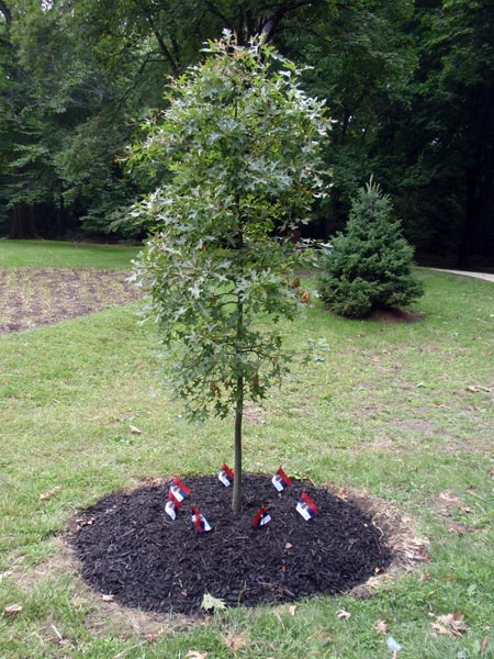 Tree in Serbian Garden in Cleveland