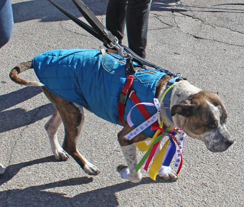 City Dogs at Cleveland Kurentovanje Parade