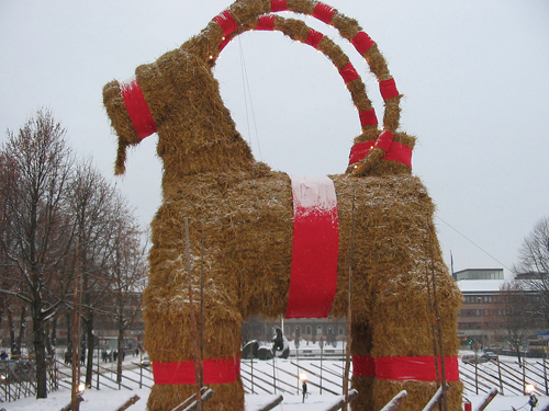 Swedish Gvle goat (Gvlebocken).