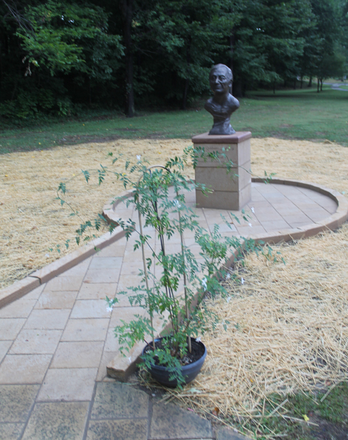Jasmine near Bust of Nizar Qabbani in Syrian Cultural Garden in Cleveland Ohio