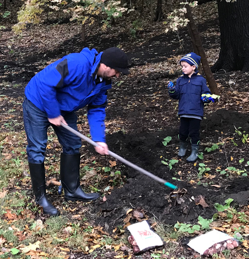 Planting tulips in the Turkish Cultural Garden in Cleveland Ohio