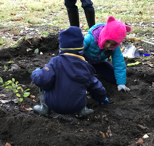 Planting tulips in the Turkish Cultural Garden in Cleveland Ohio