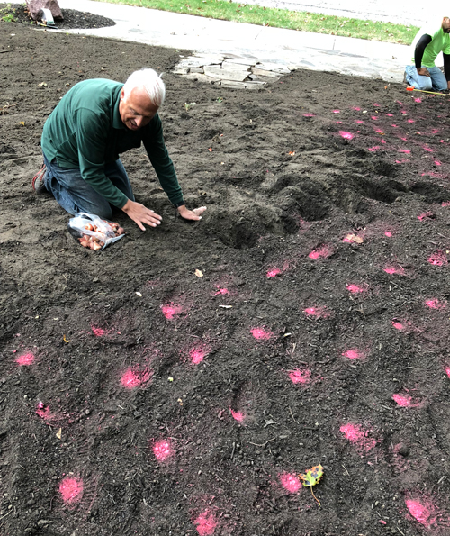 Planting tulips in the Turkish Cultural Garden in Cleveland Ohio