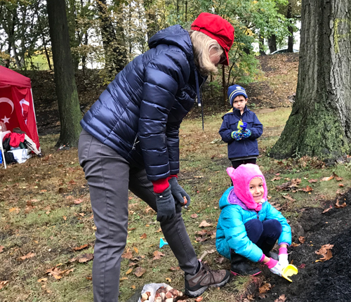 Planting tulips in the Turkish Cultural Garden in Cleveland Ohio