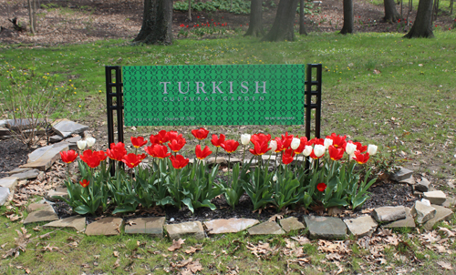 Tulips in the  Turkish Cultural Garden in Cleveland Ohio