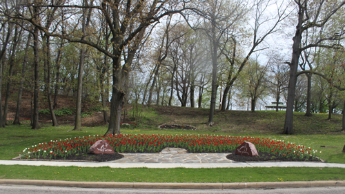 Tulips in the  Turkish Cultural Garden in Cleveland Ohio