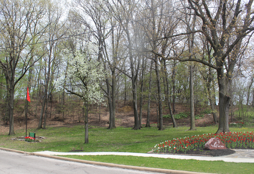 Tulips in the  Turkish Cultural Garden in Cleveland Ohio