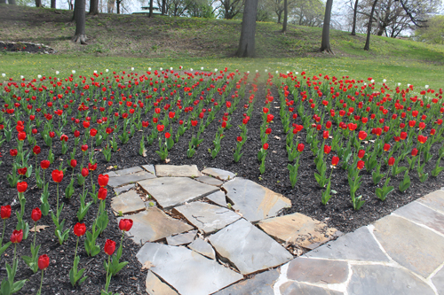 Tulips in the  Turkish Cultural Garden in Cleveland Ohio