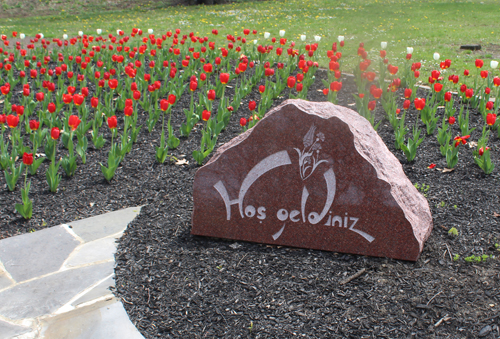 Tulips in the  Turkish Cultural Garden in Cleveland Ohio