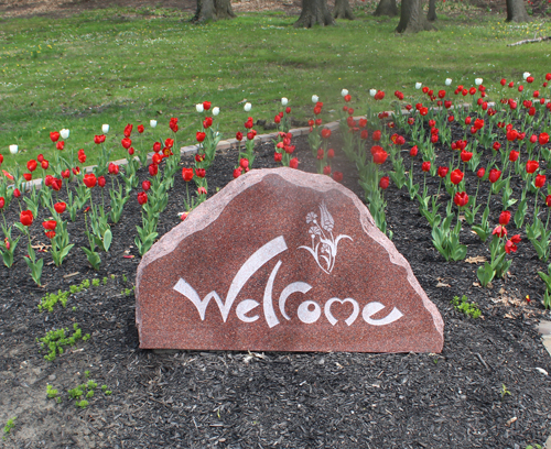 Tulips in the  Turkish Cultural Garden in Cleveland Ohio