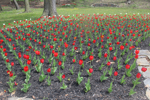 Tulips in the  Turkish Cultural Garden in Cleveland Ohio