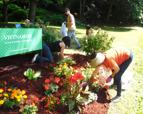 Working in the Vietnamese Cultural Garden