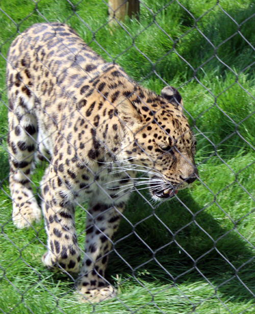 Amur leopard at Asian Highlands at Cleveland Metroparks Zoo 