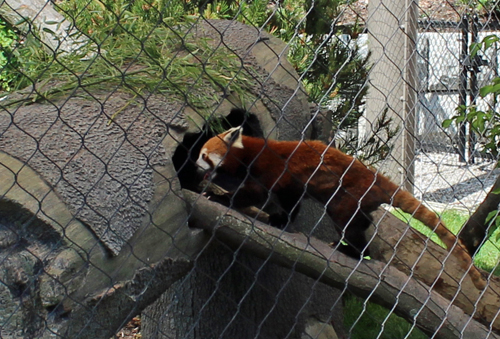 Red panda at Asian Highlands at Cleveland Metroparks Zoo