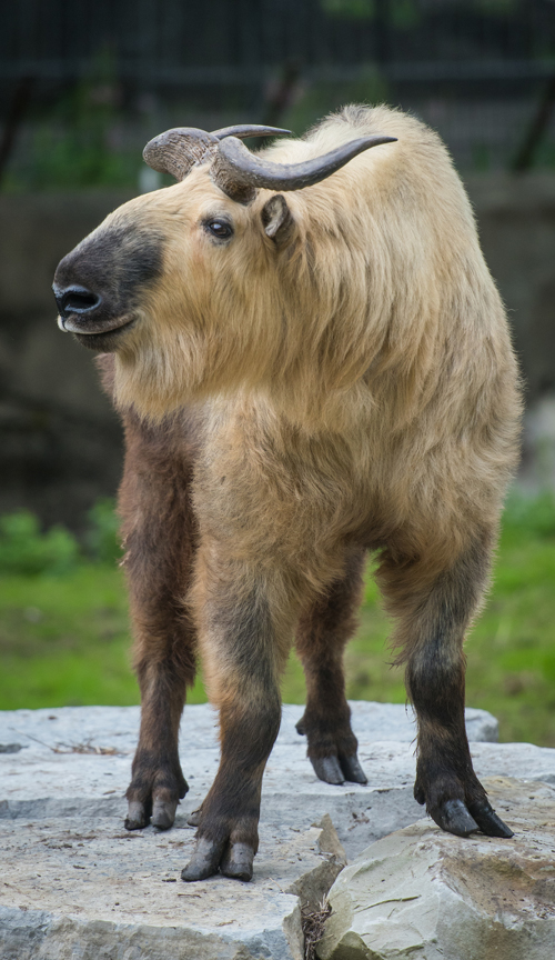 Takin at Cleveland Metroparks Zoo