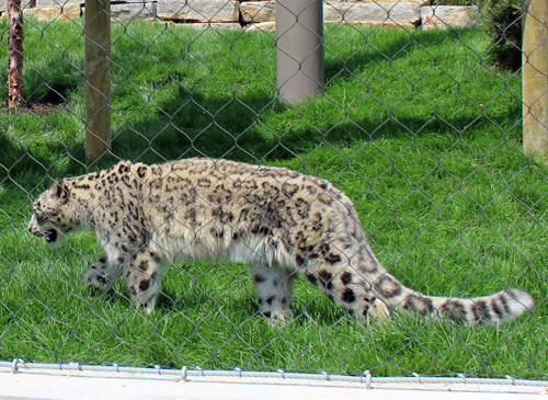 Snow leopard at Asian Highlands at Cleveland Metroparks Zoo 