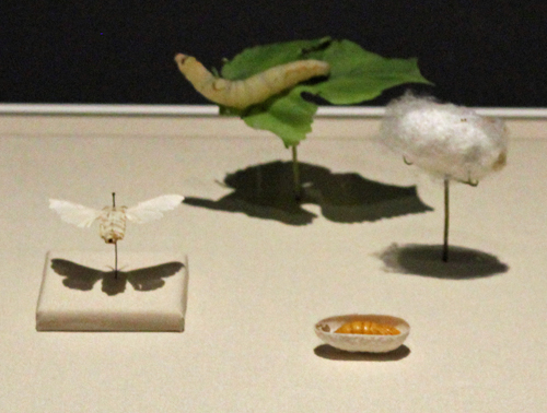 Lifecycle of a silkworm