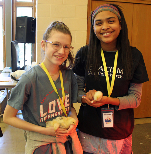 Young volunteers with baby chicks