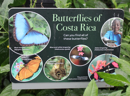 Butterflies of Costa Rica in Cloud Forest in Cleveland Botanical Garden