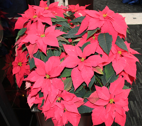 Poinsettias at Landerhaven