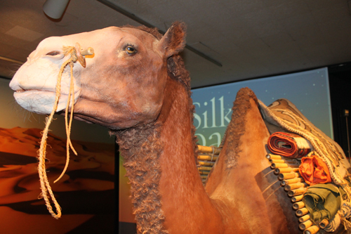 Camel at Traveling the Silk Road exhibit