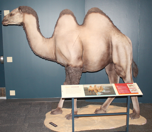 Another camel