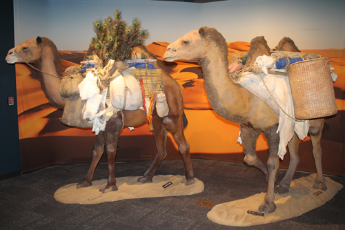 Camels at Traveling the Silk Road exhibit