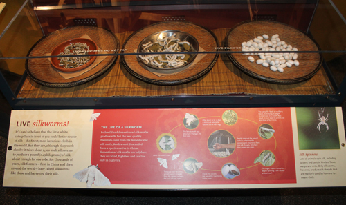 Live silk worms exibit