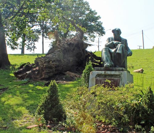 Large tree fell in storm in Romanian Garden