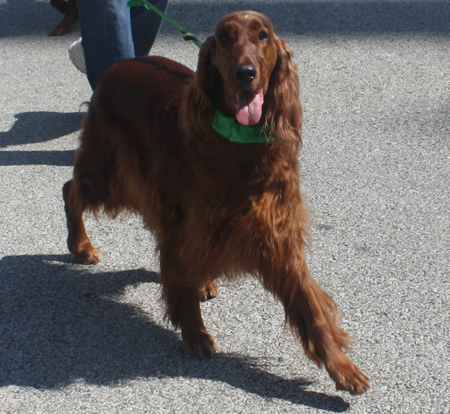 The Irish Setter Club of Ohio at the 2012 Cleveland St. Patrick's Day Parade