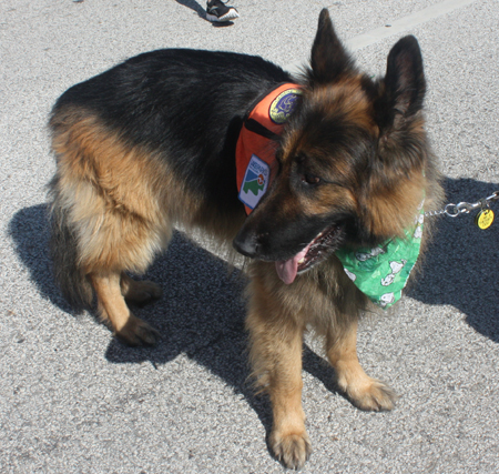 German Shepherd at the 2012 Cleveland St. Patrick's Day Parade