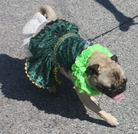 pug dog at parade