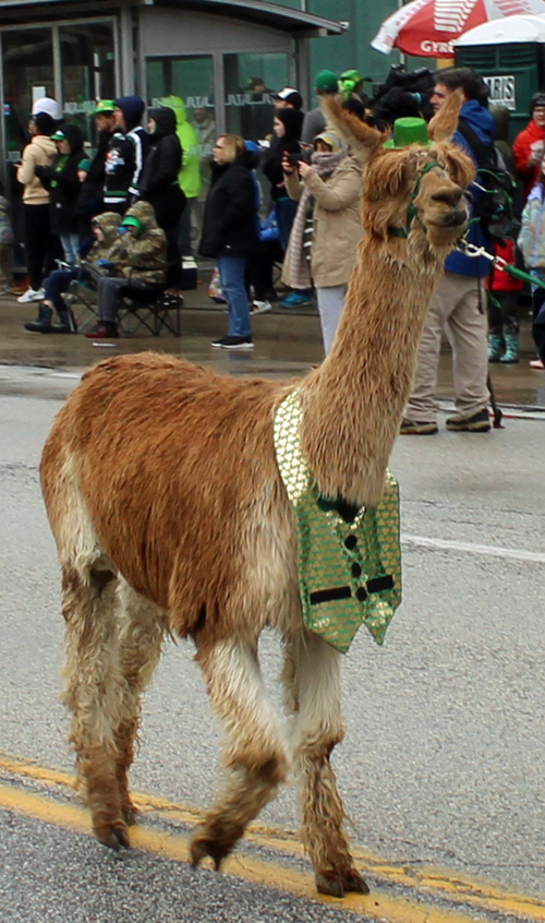 Cleveland St. Patrick's Day Parade -Division 1