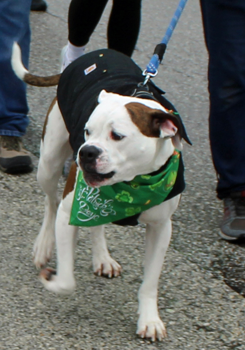 Cleveland St. Patrick's Day Parade -Division 1