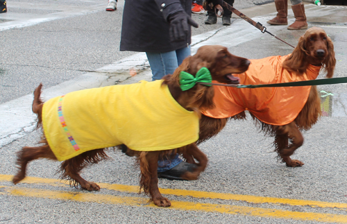 Irish Setter Club of Ohio