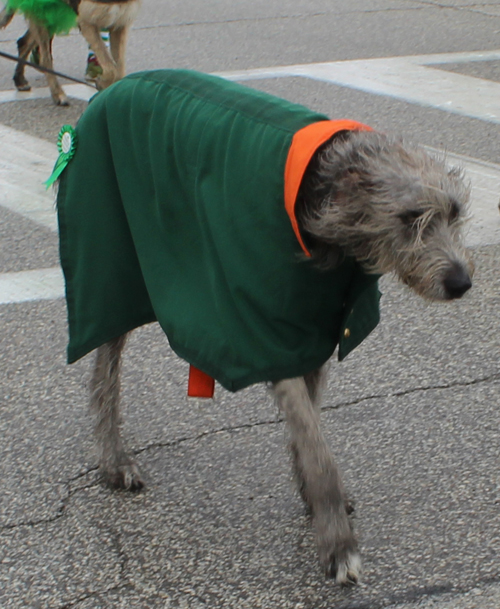 Irish Wolfhounds of N.E.Ohio