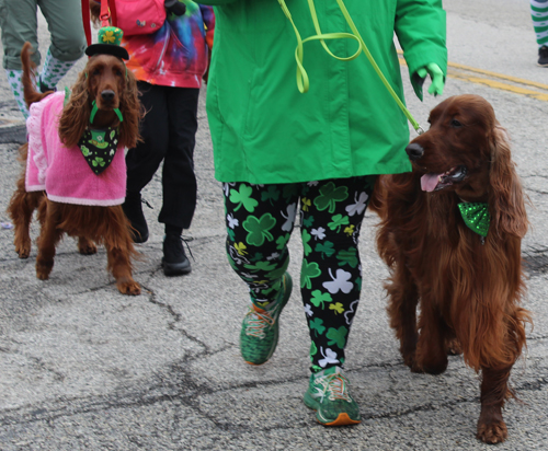 Cleveland 2024 St. Patrick's Day Parade - Irish Setters