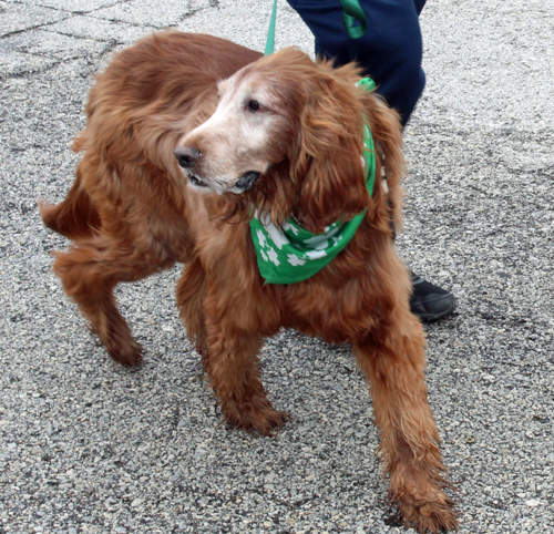 Cleveland 2024 St. Patrick's Day Parade - Irish Setters